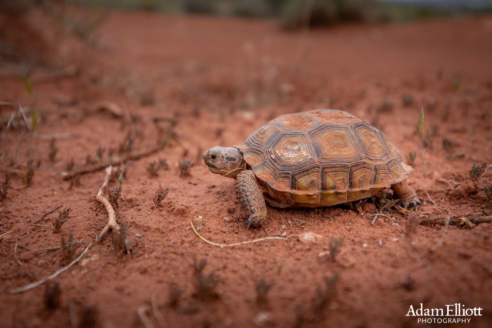 The Mojave (Agassiz's) Desert Tortoise - Adam Elliott Photography